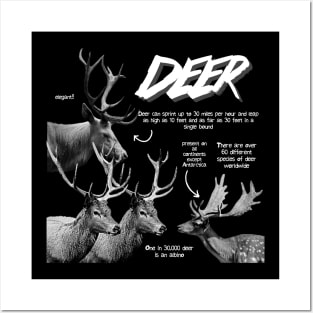 Deer Fun Facts Posters and Art